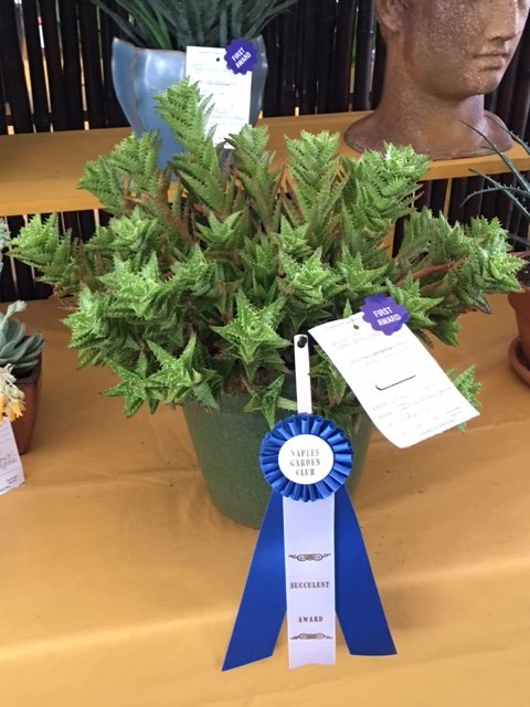 Club Succulent Award