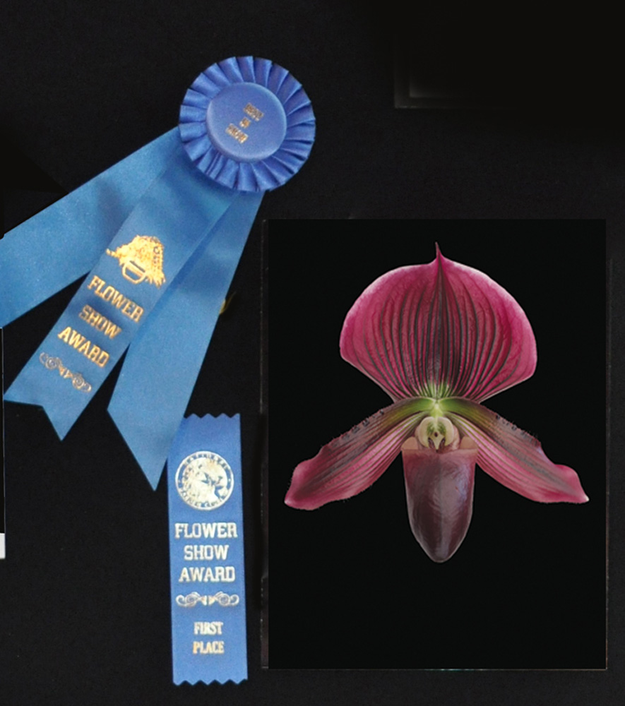 best of show in photos