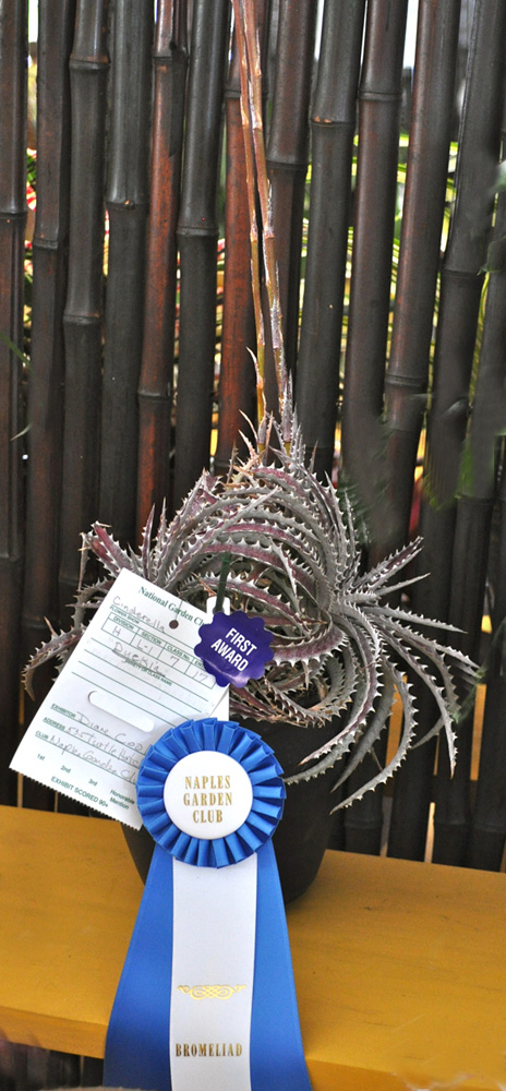 bromeliad award (1)