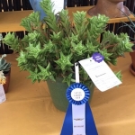 Club Succulent Award