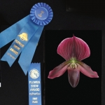 best of show in photos