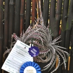 bromeliad award (1)