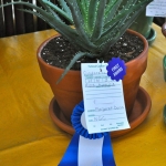 succulent award