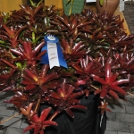 wDSC_0194 (1)