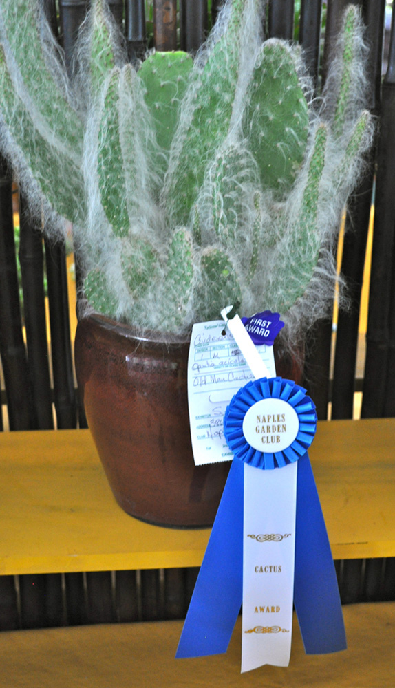 catus award