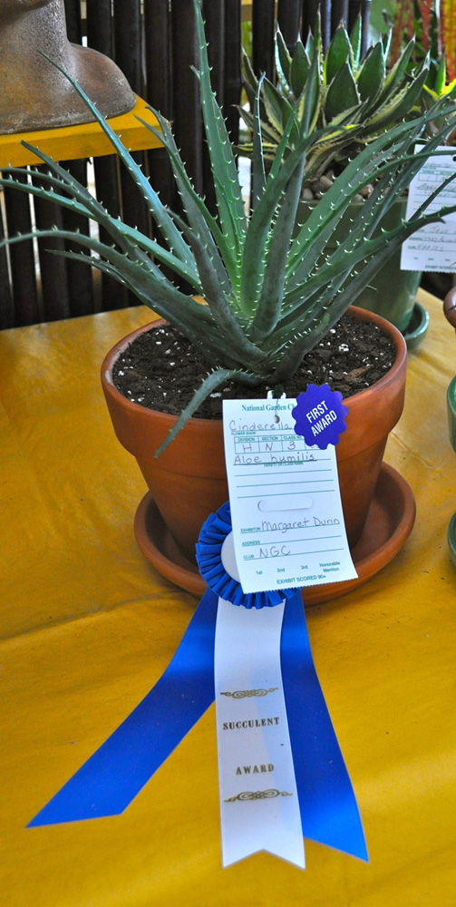 succulent award